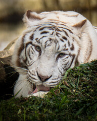 white bengal tiger in zoo