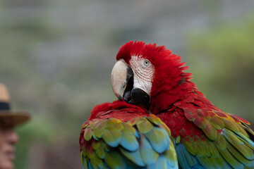 red and blue macaw