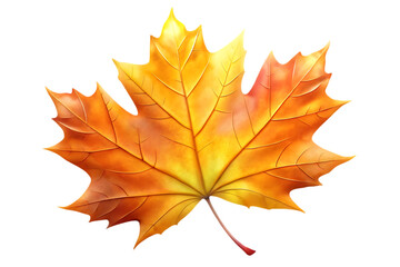 Vibrant autumn maple leaf isolated on transparent background