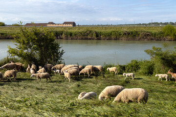 Fototapeta premium Sheep and lambs grazing on fresh grass by the Brenta River in the countryside of Codevigo, Padua, Italy