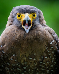 portrait of an eagle