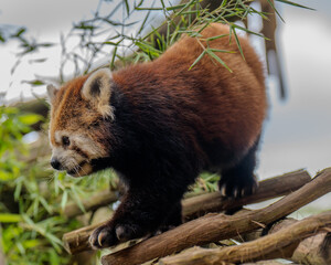 red panda in tree