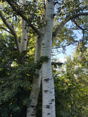 Fototapeta premium Birch trees with distinctive eye-like markings on the bark, surrounded by green foliage. A surreal and symbolic nature detail that sparks imagination.