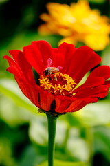 red and white flowers