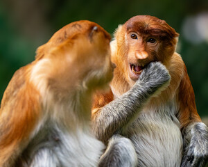 Two proboscis monkeys interacting playfull in a Natural Green Environment