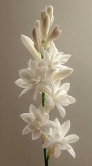 Fototapeta premium Fragrant tuberose flower bloom on soft moon white tone background, template for social media banner, digital marketing, web, mobile wallpaper, greetings card