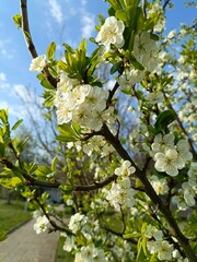 Spring background. Blooming apple tree