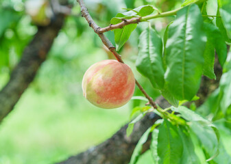 Tempting peaches ripe on the branches
