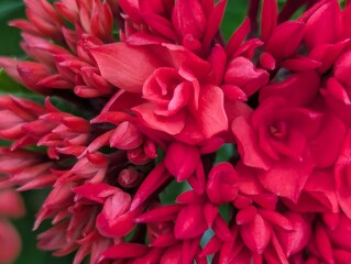 red dahlia flower with red background 