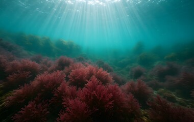Fototapeta premium Sunbeams Illuminating Red Irish Moss on Atlantic Reef Underwater