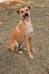 Smiling Caramel Dog © ArianeAguiar