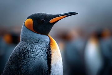 A close-up of a single king penguin standing on a beach in South Georgia, showcasing its distinctive beak and white plumage