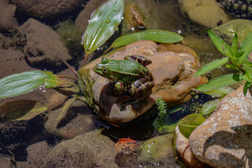 frog on a rock