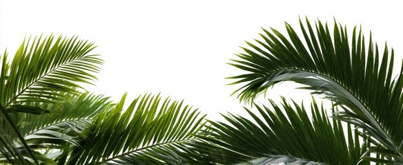 The Lush Green Palm Leaves Framing a Bright Natural Background