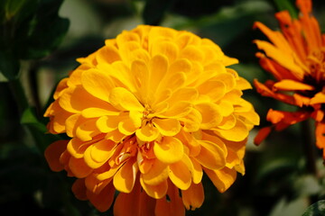 red carnation flower