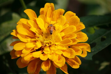 red carnation flower
