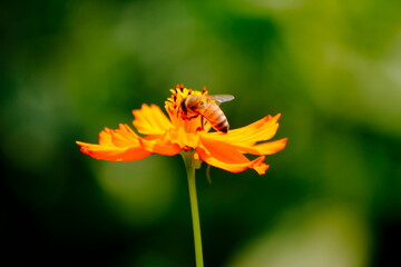 red carnation flower