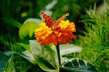 red carnation flower