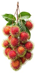 Fresh Rambutan Fruits with Green Leaves on a Twig Isolated on White