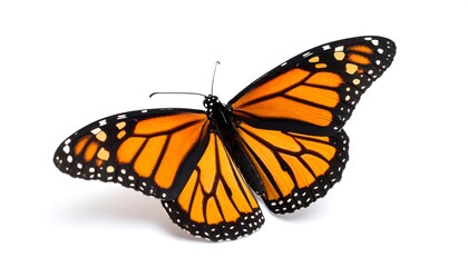 Fototapeta premium Monarch butterfly, wings outstretched, orange and black, isolated on white background