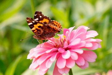 butterfly on flower