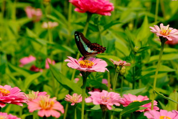 butterfly on flower