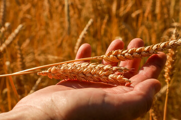 Ripe wheat ears lie gently in the agronomist’s palm, bathed in golden sunlight as he carefully...