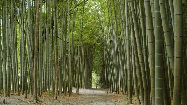 竹林の散歩道（岐阜県可児市　かぐや姫の散歩道）