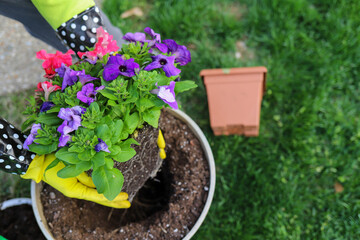 A gardener planting flowers in a flower pot