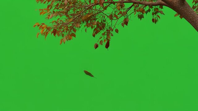 A tree in autumn shedding leaves on a green screen rendered in chroma key with artificial intelligence