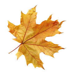 Obraz premium Isolated autumn maple leaf. Vibrant fall foliage, detailed veins. Golden yellow hue, sharp edges