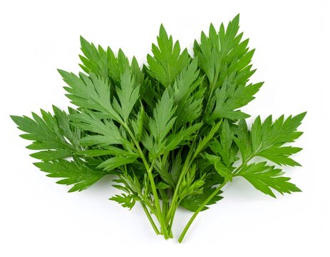 Fresh Ulam Raja (Cosmos Caudatus) Leaves Isolated on White Background.