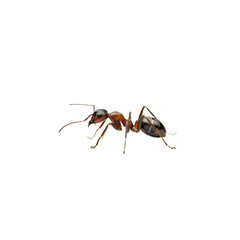 Detailed Macro Photograph of a Red and Black Ant with Visible Exoskeleton and Antennae PNG Isolated on Transparent Background