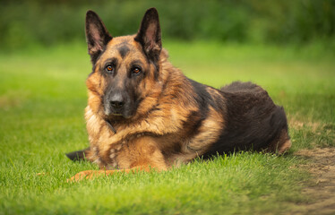 german shepherd dog on grass