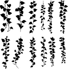 Collection of twelve black silhouette ivy vine illustrations. © Adji