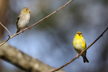 Pair of gold finches perched on limb against blurry blue skies. 