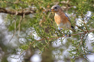 Female bluebird eating blue berries from cedar tree. 