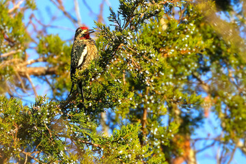 Yellowbellied sapsucker woodpecker in tree. 