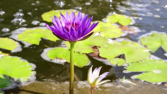 Close up puple and white lotus in the pond. Lotus pond. Calm and tranquility, tropical nature.