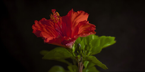 Red Hibiscus Blossom on black: A vibrant close-up of a stunning red hibiscus flower in full bloom, its petals unfurling gracefully against a dark backdrop, and a display of natural beauty.