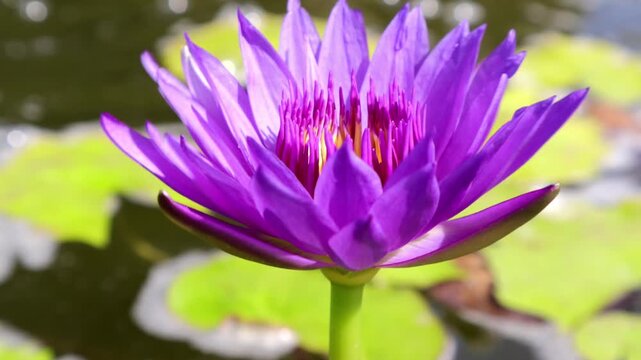 Close up puple lotus and leaves in the pond. Lotus pond. Calm and tranquility, tropical nature.