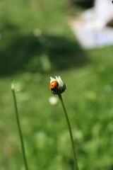 a ladybug on a closed daisy,