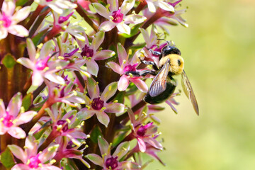 Bumble bees on colorful flower. 