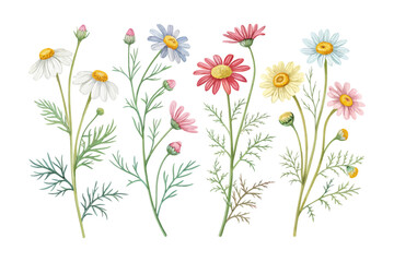 set of watercolor Chamomile Branch vector illustration isolated on white background