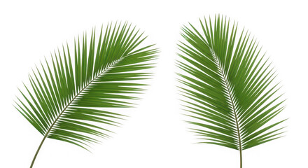 Obraz premium Two vibrant green palm fronds against a stark black background