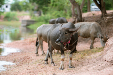 Fototapeta premium Thai buffalo, water buffalo in Thailand. Buffalo in the corral. Thai buffalo in rural village.