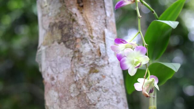 Close up dendrobium caesar or anggrek capung with blurred background.