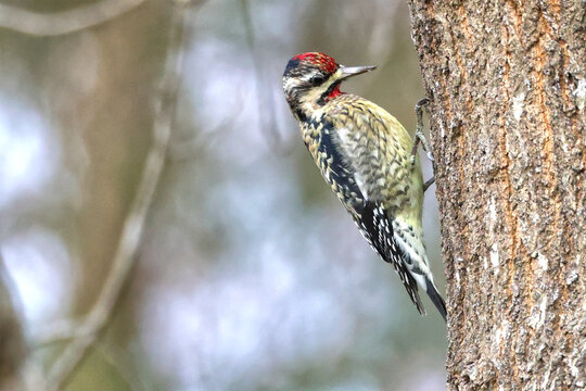 Yellowbellied sapsucker woodpecker in tree. 