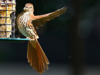 Thrasher on suet feeder. 