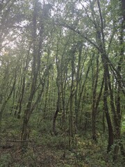 trees in the forest